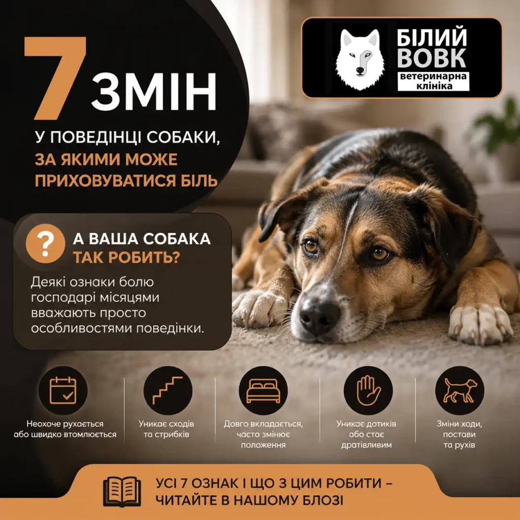 7 змін у поведінці собаки