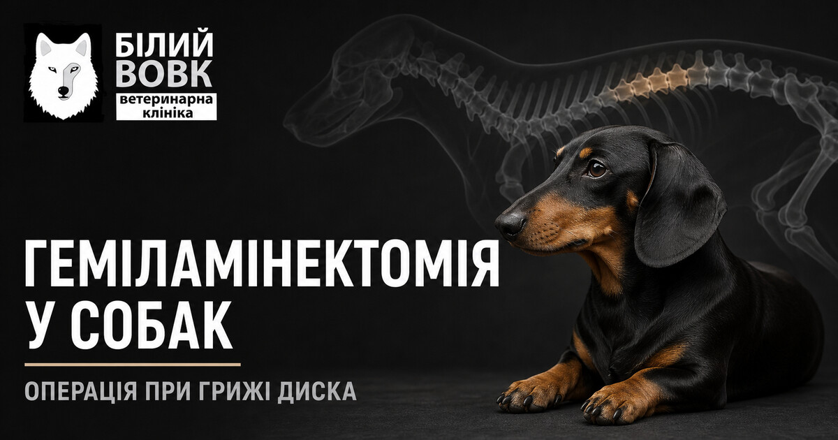 Геміламінектомія у собак при грижі диска