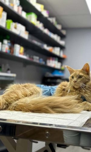 cat